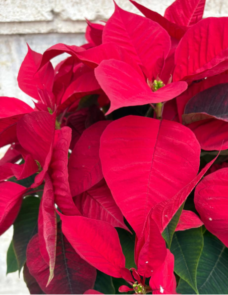 Flor de Pascua - Mediana