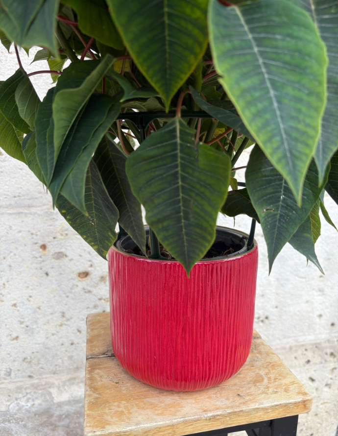 Flor de Pascua - Mediana