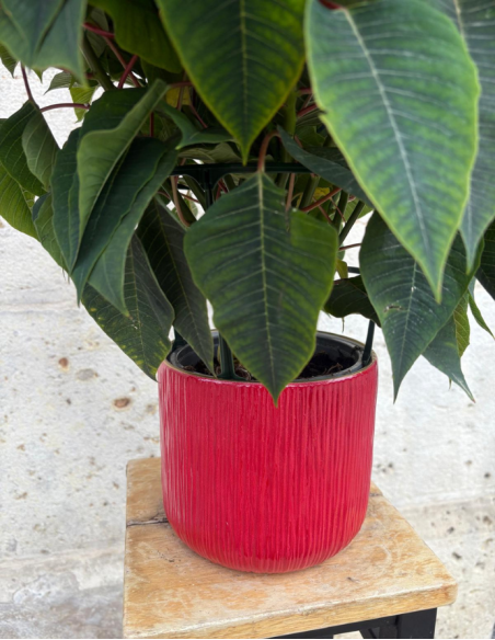 Flor de Pascua - Mediana