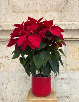 Flor de Pascua - Mediana