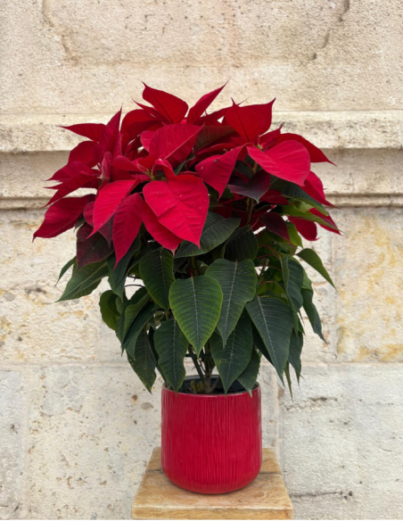 Flor de Pascua - Mediana