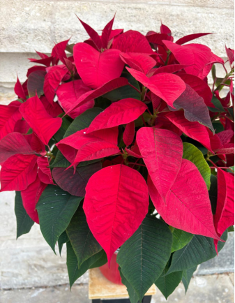 Flor de Pascua - Grande 2