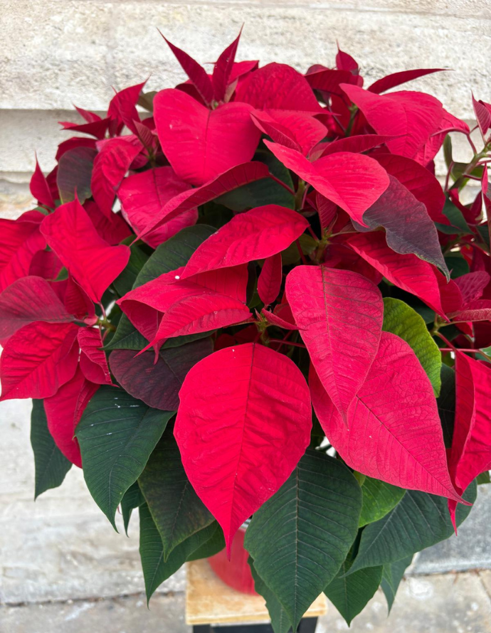 Flor de Pascua - Grande