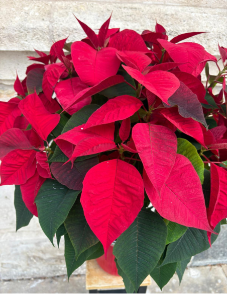 Flor de Pascua - Grande