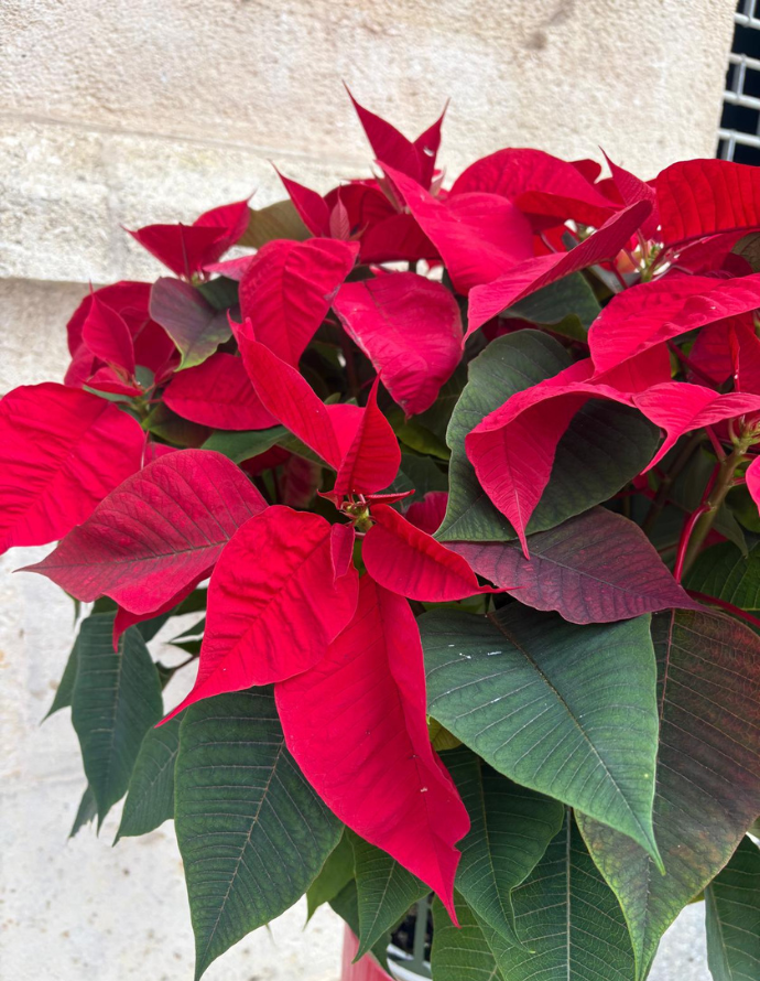 Flor de Pascua - Grande