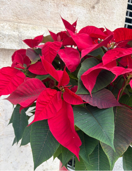 Flor de Pascua - Grande