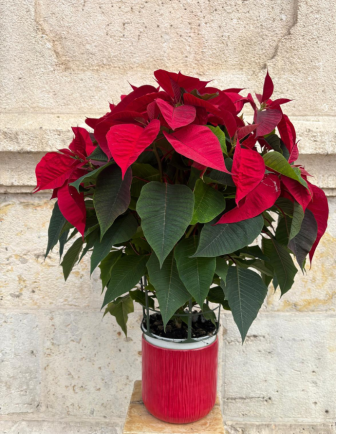 Flor de Pascua - Grande