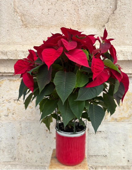 Flor de Pascua - Grande