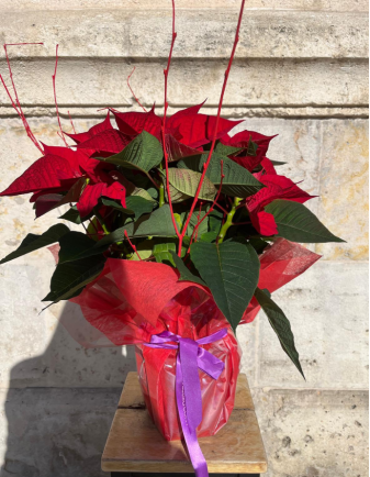 Flor de Pascua - Pequeña