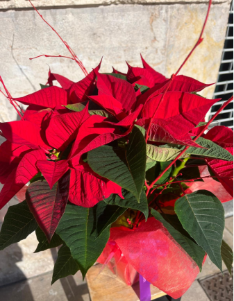 Flor de Pascua - Pequeña 2