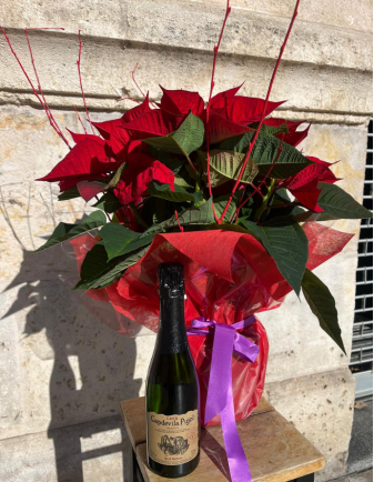 Pack Flor de Pascua + Cava