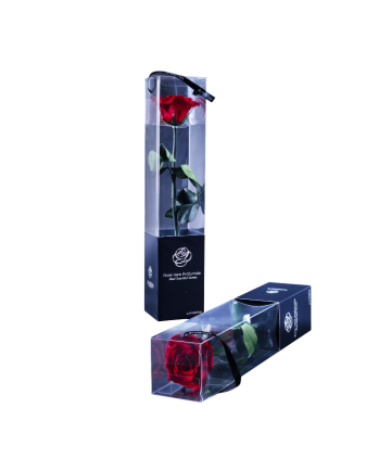 Rosa Preservada 30 cm Rojo