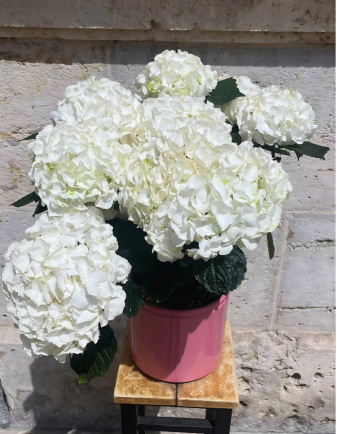 HORTENSIA ARTEMISA CON MACETA