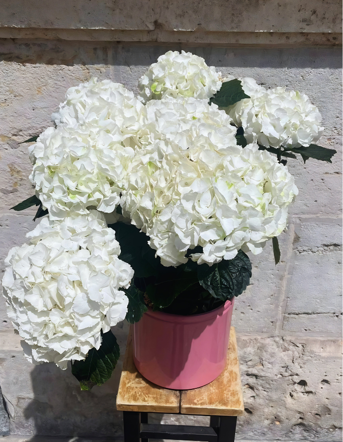 HORTENSIA ARTEMISA CON MACETA