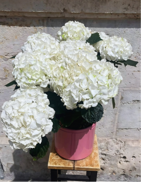 HORTENSIA ARTEMISA CON MACETA