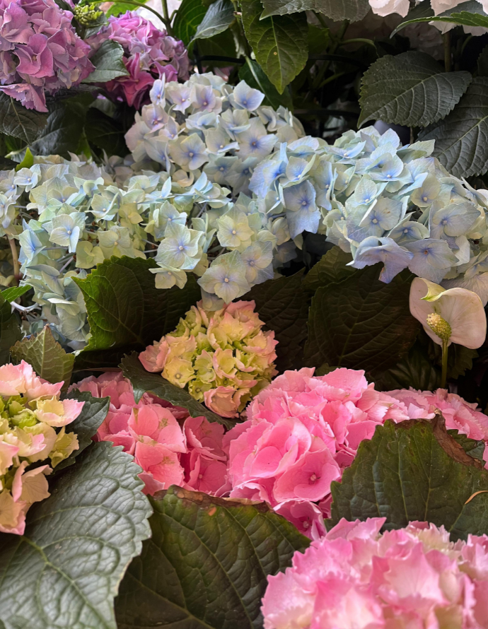 HORTENSIA ARTEMISA CON MACETA