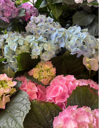 HORTENSIA ARTEMISA 2