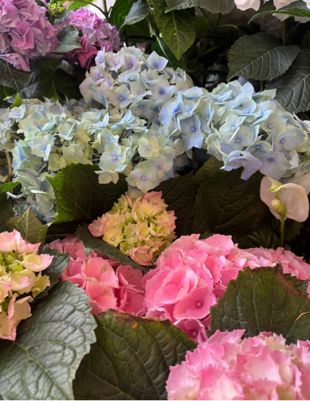 HORTENSIA ARTEMISA