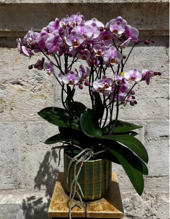 ORQUÍDEA MULTIFLOR CON MACETA