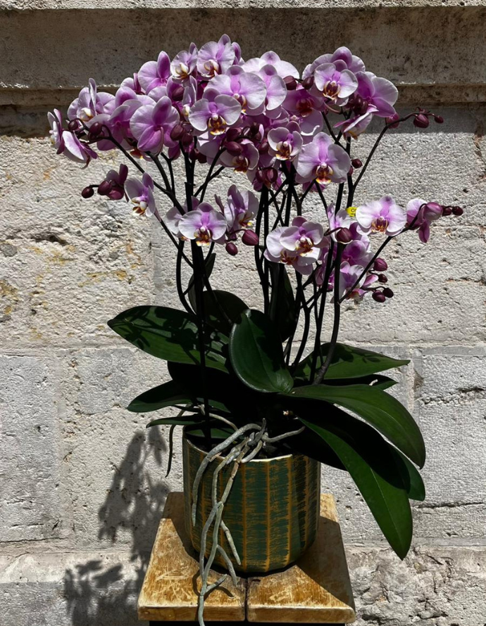 ORQUÍDEA MULTIFLOR CON MACETA