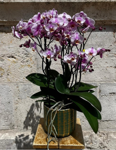 ORQUÍDEA MULTIFLOR CON MACETA