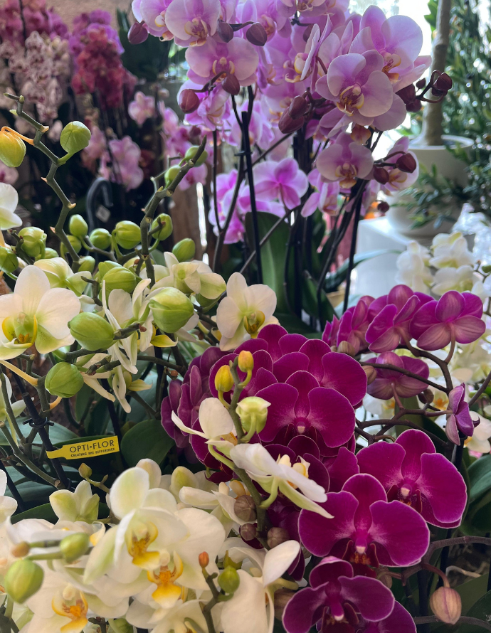 ORQUÍDEA MULTIFLOR CON MACETA