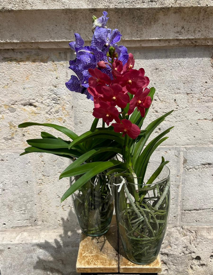 ORQUÍDEA VANDA CON JARRÓN
