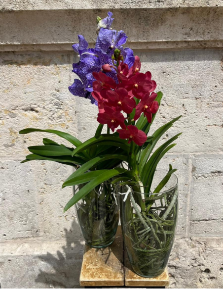 ORQUÍDEA VANDA CON JARRÓN