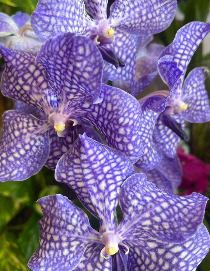 ORQUÍDEA VANDA CON JARRÓN