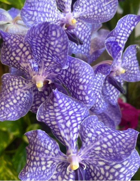 ORQUÍDEA VANDA CON JARRÓN