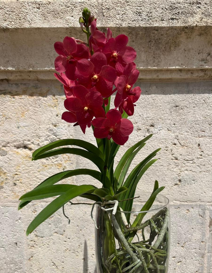 ORQUÍDEA VANDA CON JARRÓN