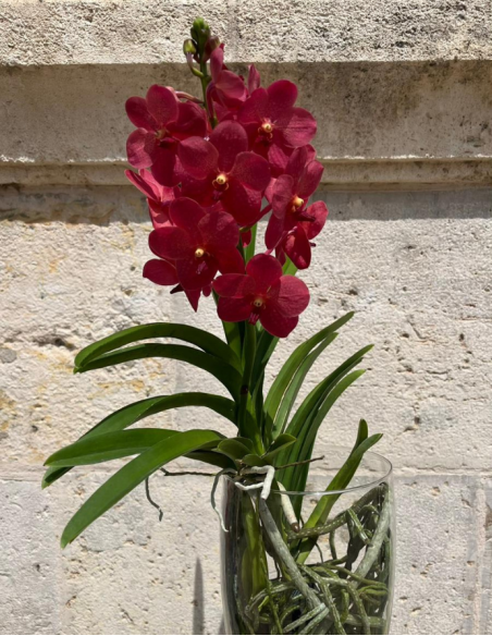 ORQUÍDEA VANDA CON JARRÓN