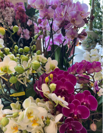 ORQUÍDEA MULTIFLOR 2