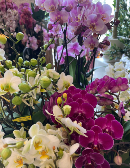 ORQUÍDEA MULTIFLOR