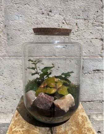 TERRARIUM ETHEREA