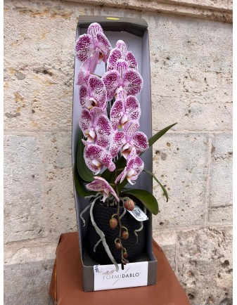 MINI ORQUÍDEA EN VÍDRIO