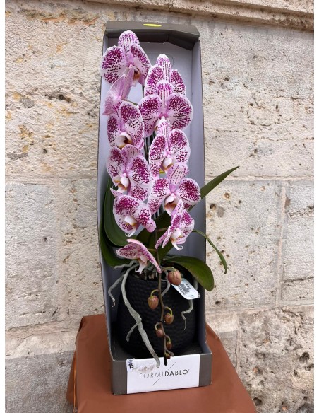 MINI ORQUÍDEA EN VÍDRIO