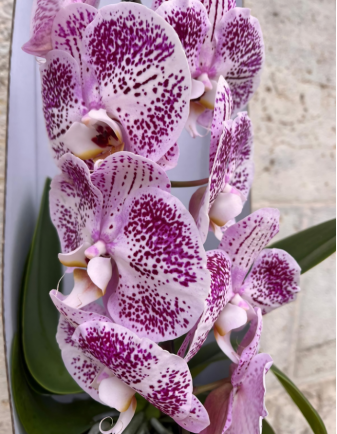 MINI ORQUÍDEA EN VÍDRIO 2