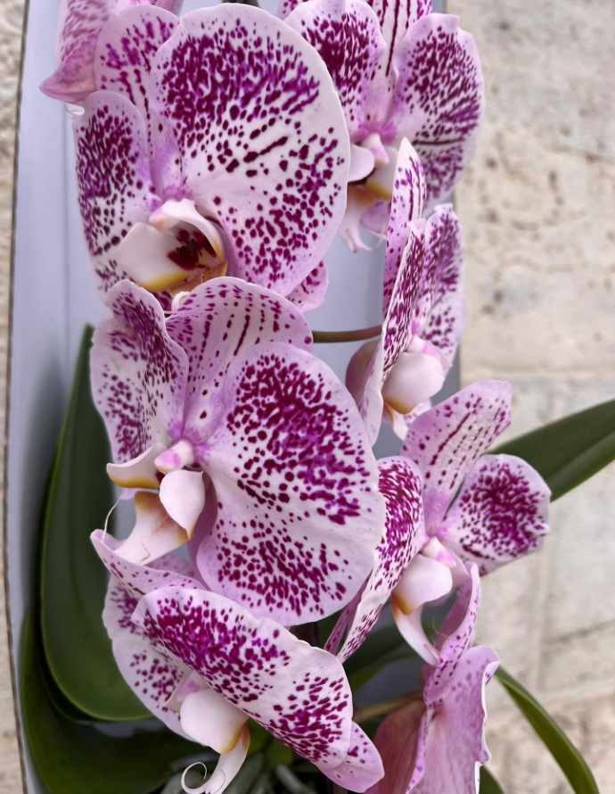 MINI ORQUÍDEA EN VÍDRIO