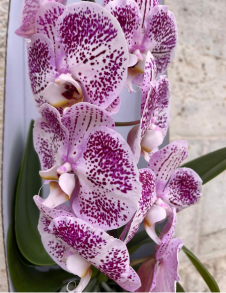 MINI ORQUÍDEA EN VÍDRIO