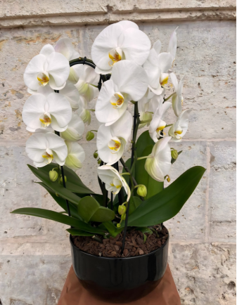 CENTRO PHALAENOPSIS ALBA