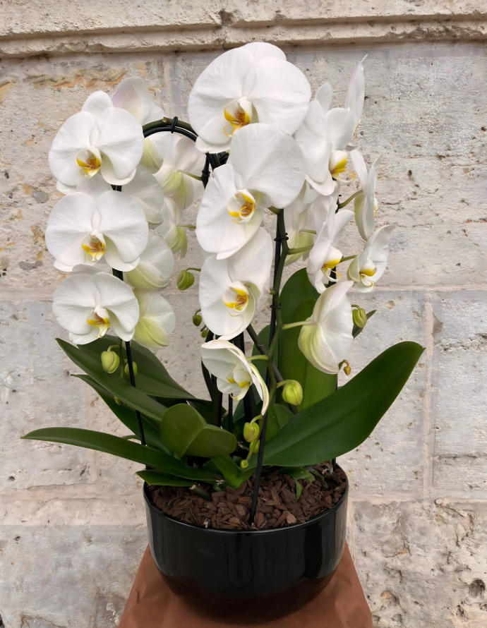 CENTRO PHALAENOPSIS ALBA