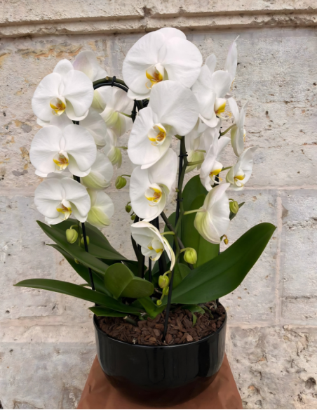 CENTRO PHALAENOPSIS ALBA