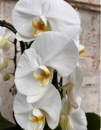 CENTRO PHALAENOPSIS ALBA 2