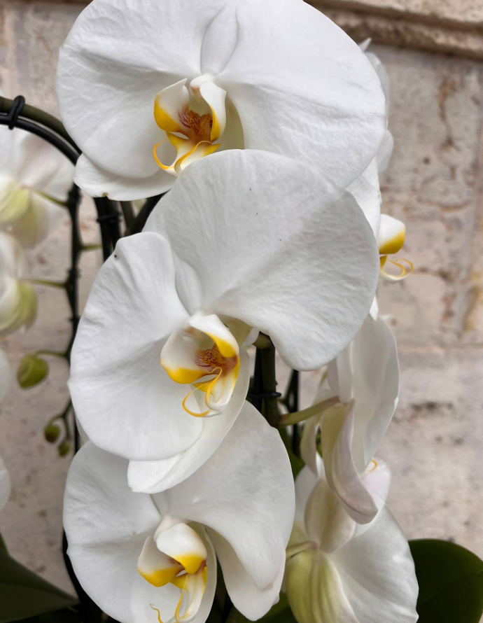 CENTRO PHALAENOPSIS ALBA