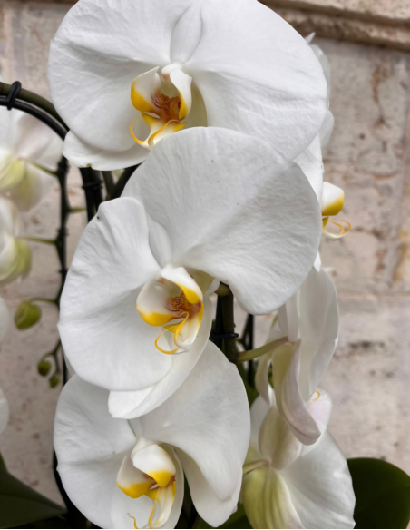 CENTRO PHALAENOPSIS ALBA