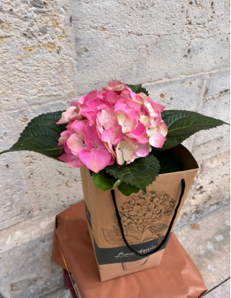 HORTENSIA EN BOLSA