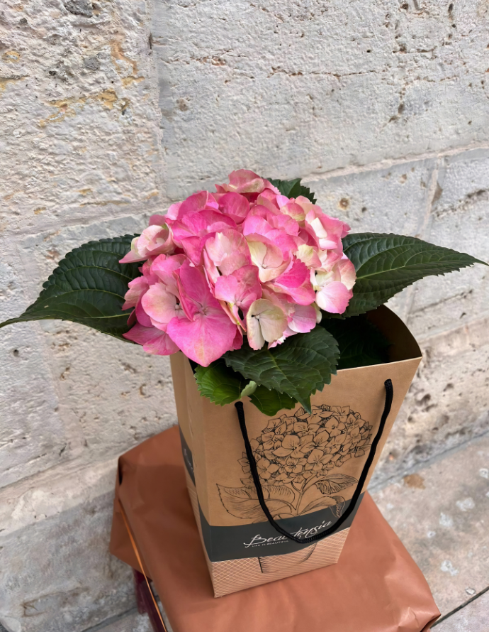 HORTENSIA EN BOLSA