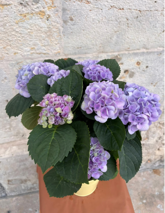 HORTENSIA CON METAL