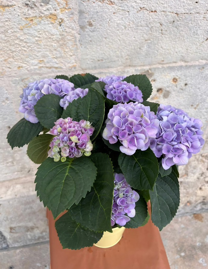 HORTENSIA CON METAL